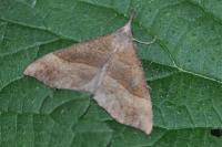 Hypena proboscidalis