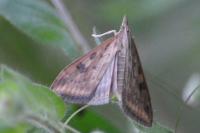 Udea ferrugalis