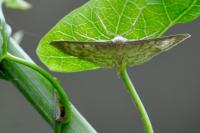 Patania ruralis