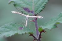 Oxyptilus