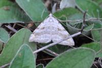 Aplocera