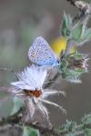 Polyommatus icarus