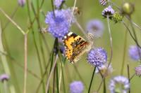 Vanessa cardui