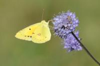 Colias crocea
