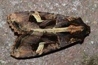 Trigonophora flammea