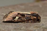 Trigonophora flammea