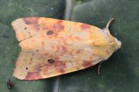 Cirrhia icteritia