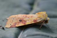 Cirrhia icteritia