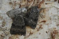 Amphipyra pyramidea