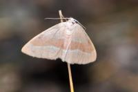 Hylaea fasciaria