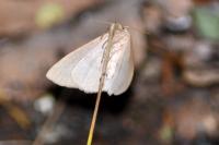 Hylaea fasciaria