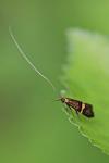 Nemophora degeerella