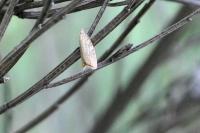 Aleimma loeflingiana