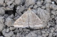 Loxostege sticticalis