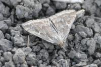 Loxostege sticticalis