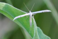 Emmelina monodactyla
