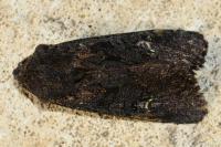 Aporophyla nigra