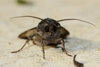 Aporophyla nigra