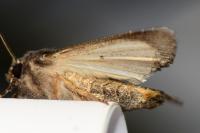 Aporophyla nigra