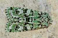 Griposia aprilina