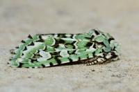 Griposia aprilina