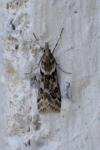 Eudonia angustea