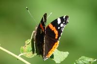 Vanessa atalanta