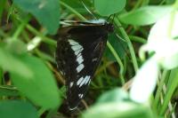 Limenitis camilla