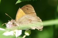 Maniola jurtina