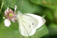 Pieris napi