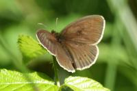 Aphantopus hyperantus