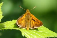 Ochlodes sylvanus