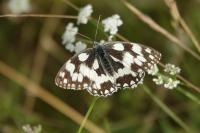 Melanargia galathea