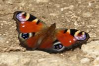 Aglais io