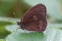 Aphantopus hyperantus