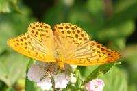 Argynnis paphia