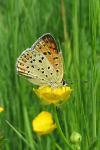 Lycaena tityrus
