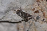 Allophyes oxyacanthae