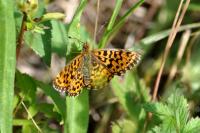 Boloria dia