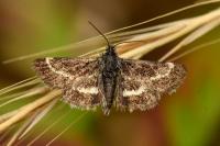 Atralata albofascialis