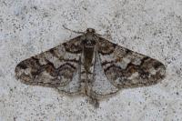 Agriopis leucophaearia