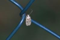Agonopterix propinquella
