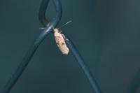 Agonopterix propinquella