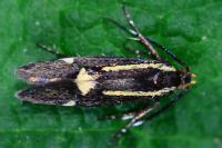 Esperia sulphurella