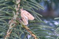 Agonopterix arenella