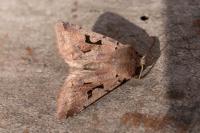 Orthosia gothica
