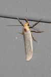 Eilema caniola