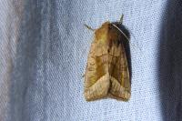 Hydraecia micacea