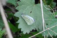 Pieris napi