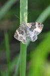 Epirrhoe alternata